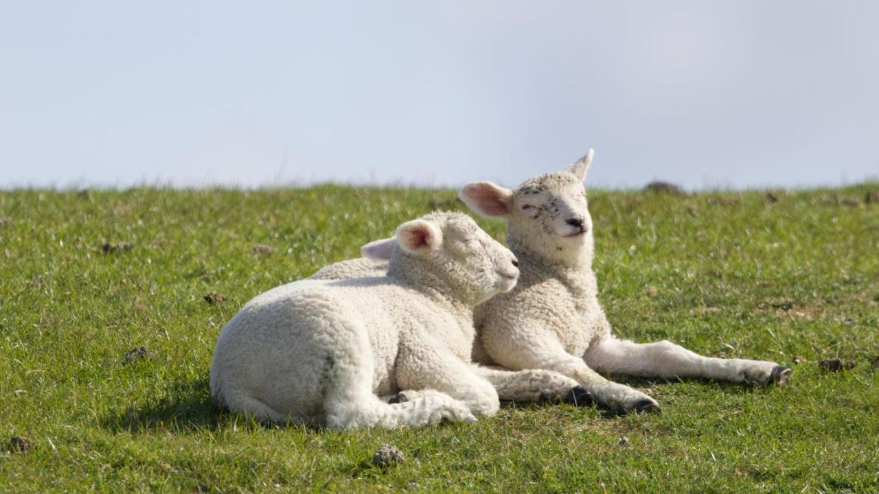 Nordsee Bauernhof Familie Wulff Fewo "Suedfall" Reußenköge Exteriör bild